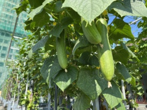 sagucha