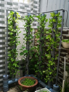 Máy trồng rau khí canh trụ đứng, trồng rau ở gốc tường, lang cang