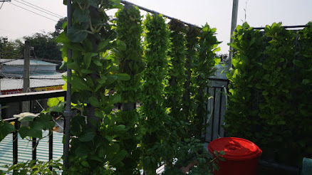 Máy trồng rau khí canh trụ đứng dòng I trồng rau sạch theo ban công, lang can, tường rào (5)
