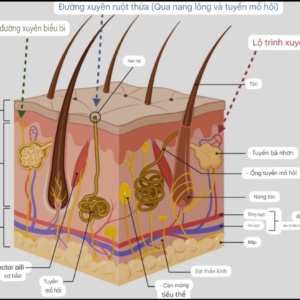 lớp da và cho thấy đường thẩm thấu của thuốc được đưa vào cơ thể qua da