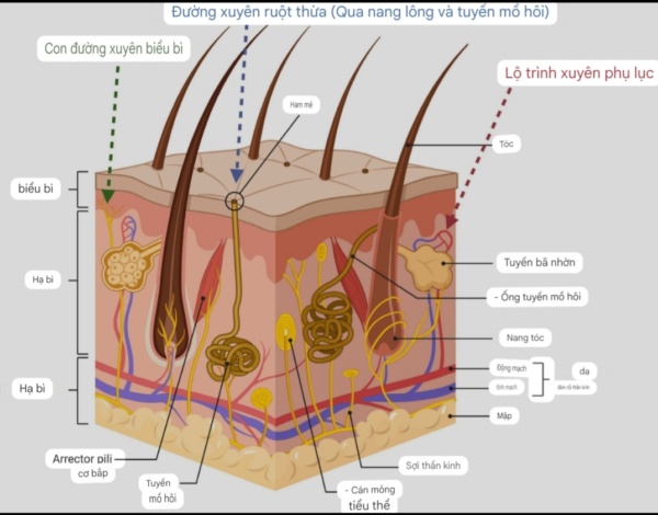 lớp da và cho thấy đường thẩm thấu của thuốc được đưa vào cơ thể qua da