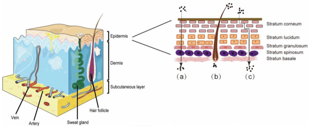 Sơ đồ này mô tả cấu trúc của da và ba cơ chế thâm nhập qua da của TDDS: (a) đường lipid giữa các tế bào; (b) đường phụ; và (c) đường xuyên tế bào.