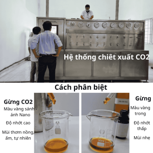 Phân biệt tinh dầu gừng chiết xuất CO2