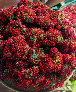 Hoa sâm ngọc linh