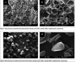 SEM Tinh bột nghệ và bột nghệ