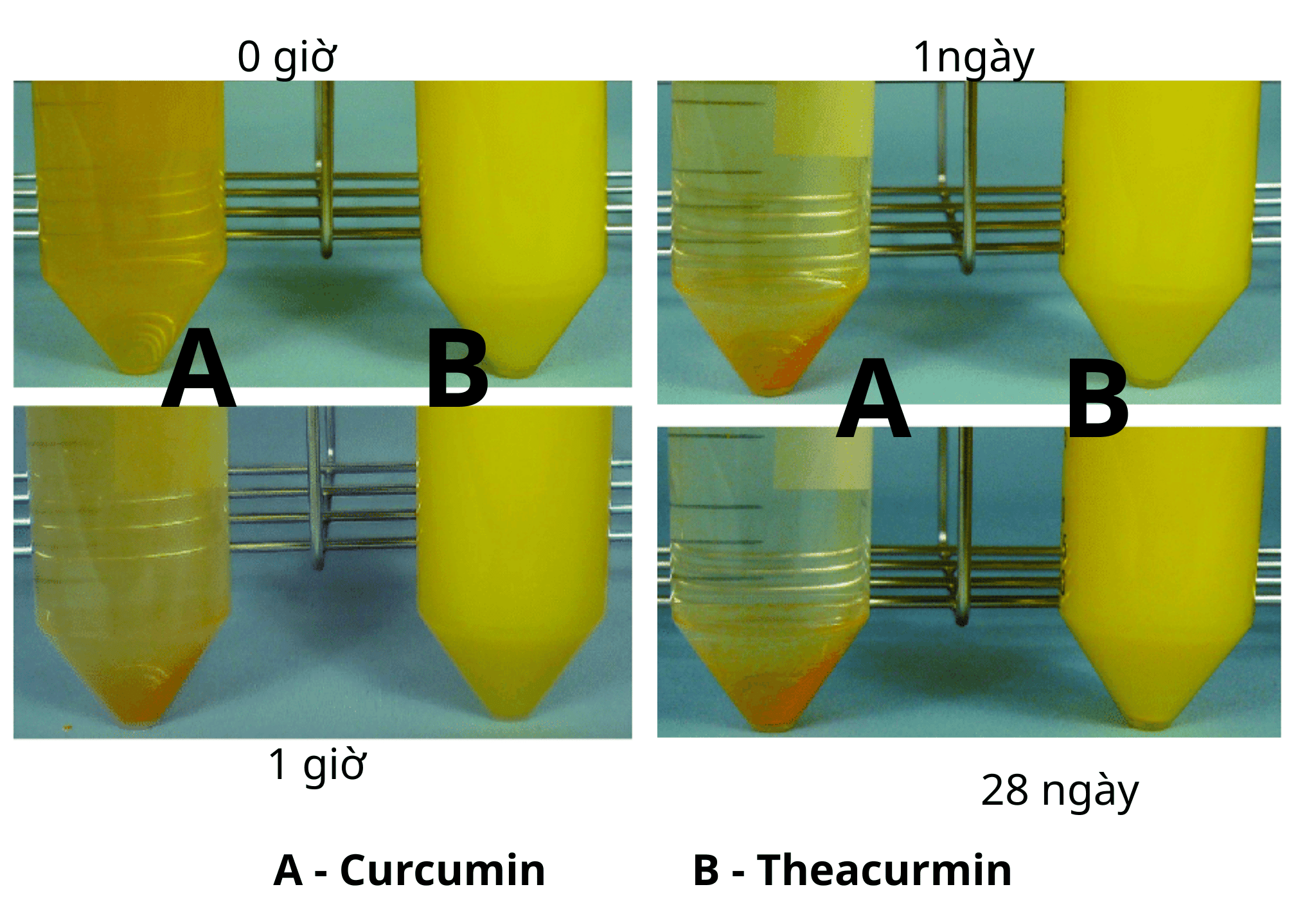 Sự hòa tan của Curcumin