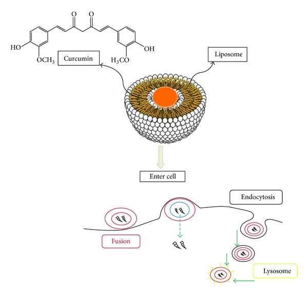 liposomes and enters into cells