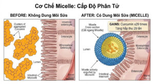 Cơ Chế Nhũ Hóa Lipid & Hình Thành Hạt Micelle của Curcumin