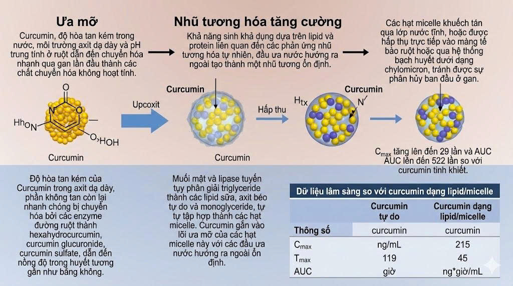 Cơ chế chi tiết micelle và tăng sinh khả dụng