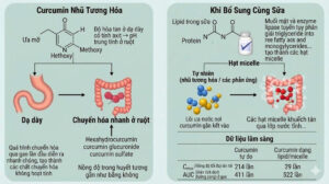 Cơ chế nhũ hóa và chuyển hóa curcumin trong tinh bột nghệ
