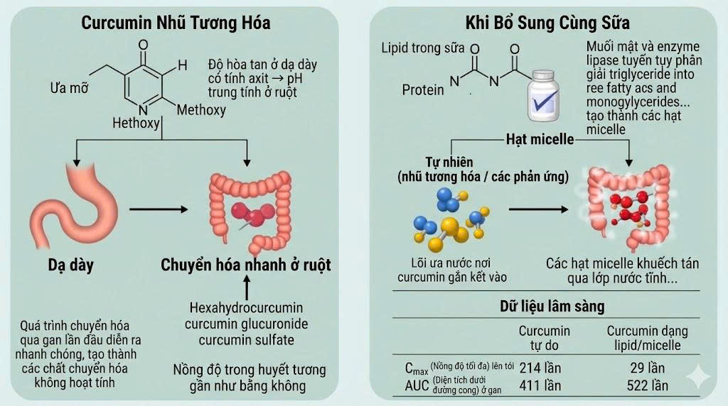 Cơ chế nhũ hóa và chuyển hóa curcumin trong tinh bột nghệ