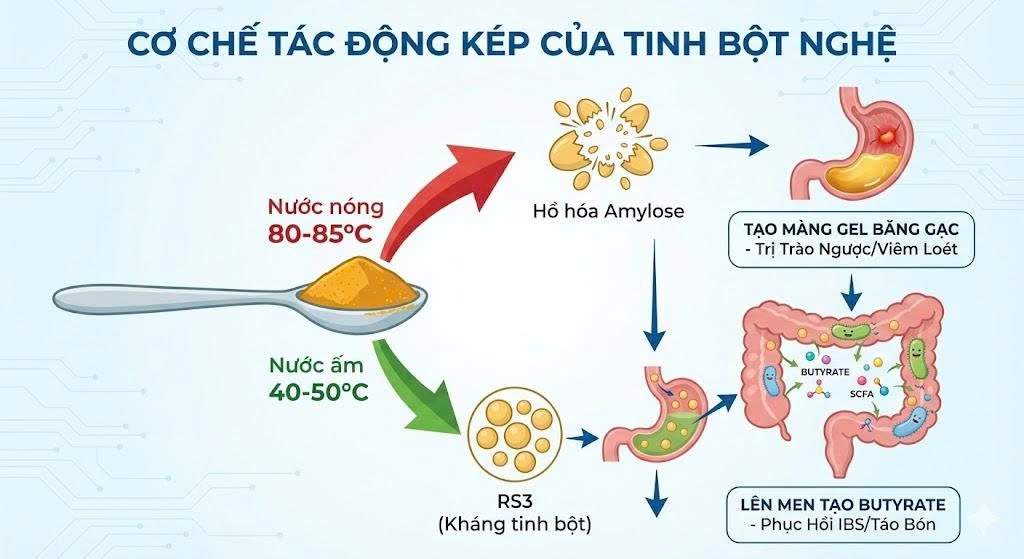 Sơ đồ cơ chế tác động kép của tinh bột nghệ dựa trên nhiệt độ: 80 độ C tạo gel bảo vệ dạ dày, 40 độ C cung cấp RS3 cho đại tràng.