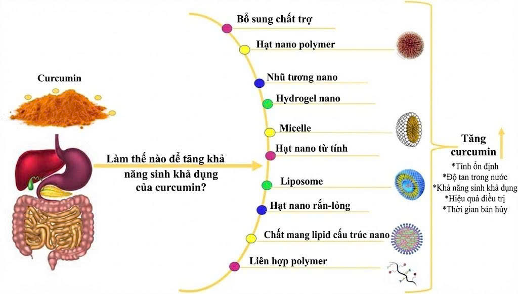 Infographic khoa học minh họa cách curcumin được bao bọc trong micelle lipid, cùng các phương pháp tăng bioavailability.