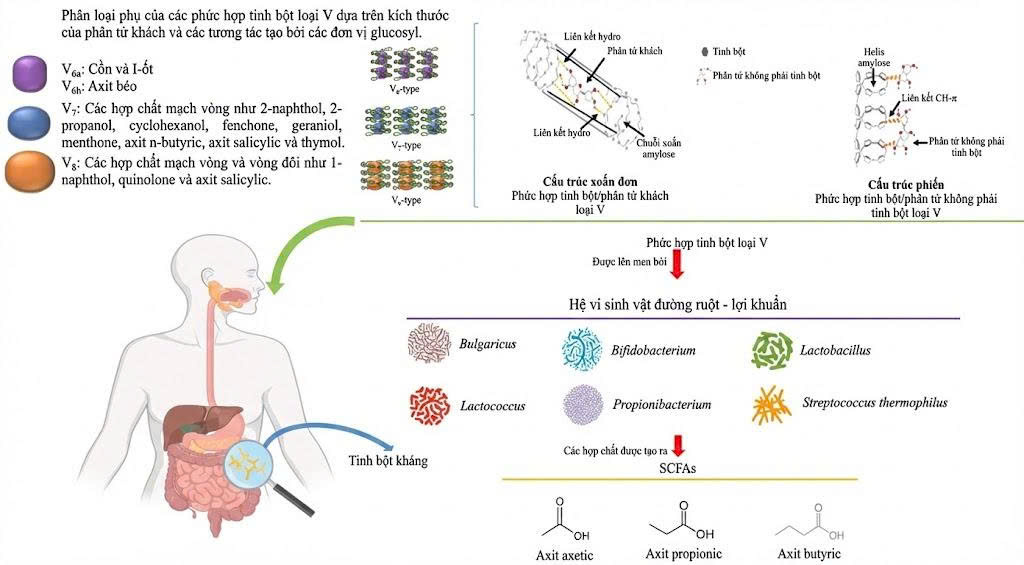 Sơ đồ khoa học so sánh RS3 (retrograded) và RS5 (V type amylose lipid complex), có chú thích cấu trúc rõ ràng.
