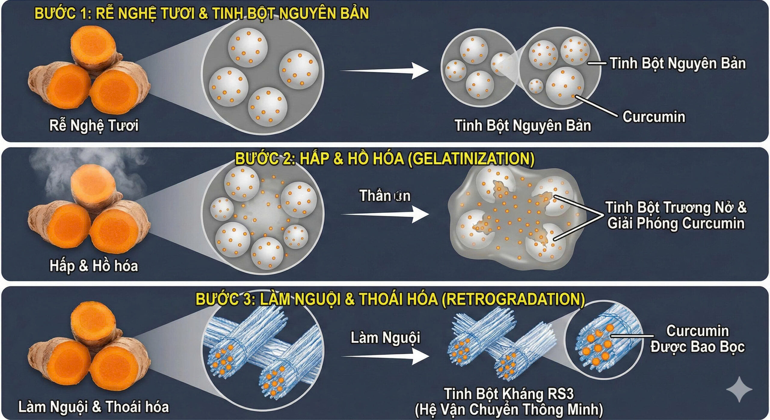 Sơ đồ quy trình chế biến nghệ để tối ưu RS3. Hình ảnh đầu tiên: Rễ nghệ tươi với các hạt tinh bột nguyên bản. Hình ảnh thứ hai: Quá trình hấp rễ nghệ (gelatinization), các hạt tinh bột trương nở và giải phóng curcumin. Hình ảnh thứ ba: Quá trình làm nguội (retrogradation), amylose kết tinh lại thành các bó RS3 cứng vững, đồng thời "nhốt" một phần curcumin vào bên trong cấu trúc này.