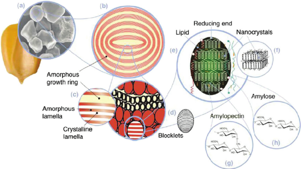 Starch multiscale structure a starch granules