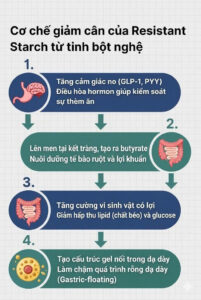 Cơ chế giảm cân của Resistant Starch từ Tinh bột nghệ ( Tumeric Starch)