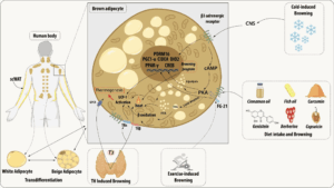 Điều hòa quá trình chuyển hóa mỡ trắng thành mỡ nâu những hiểu biết mới về tầm quan trọng dinh dưỡng