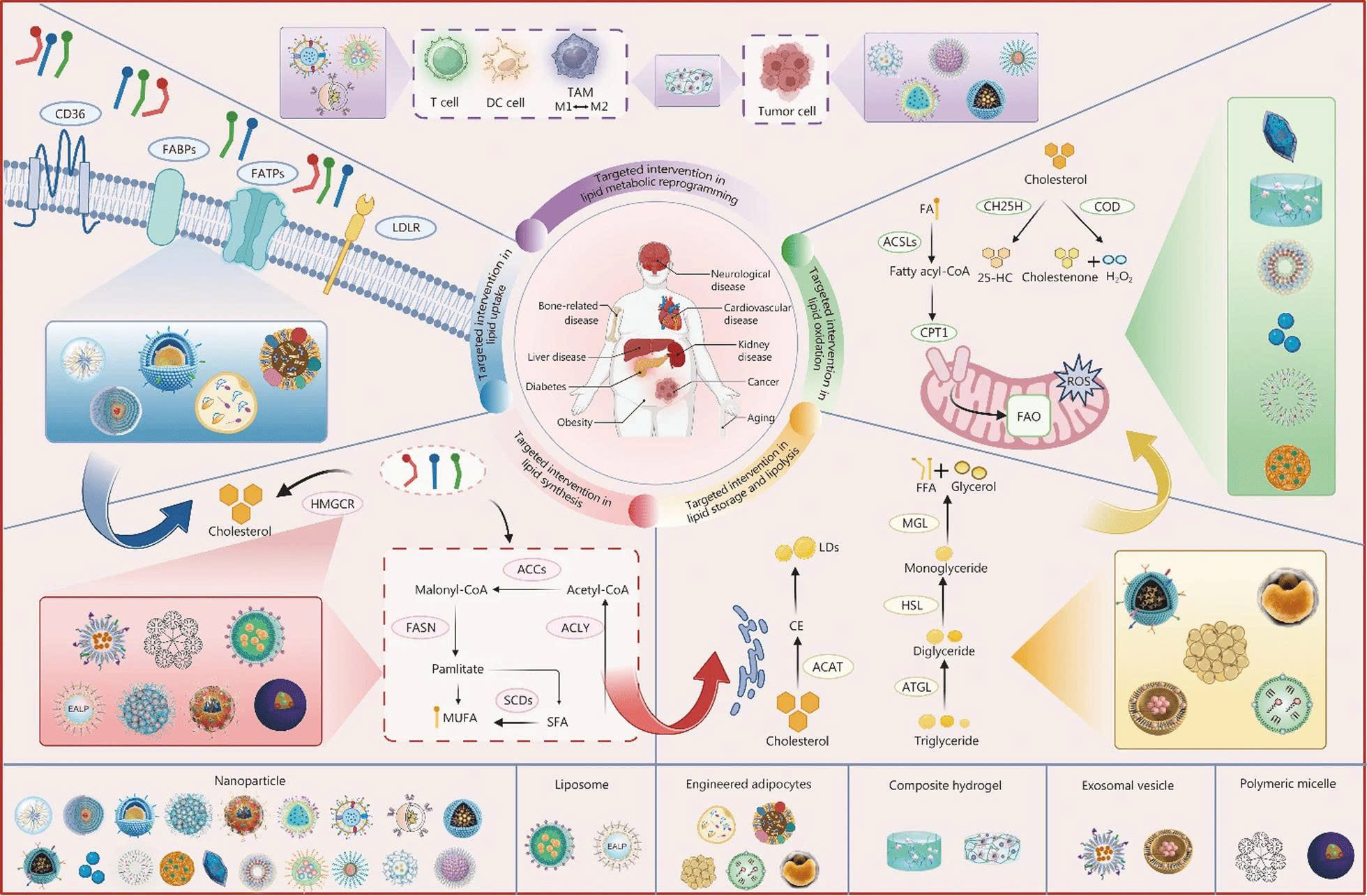 Nền tảng phân phối nano đa chức năng tiên tiến tập trung vào điều trị các bệnh liên quan đến chuyển hóa lipid thông qua can thiệp có mục tiêu vào các quá trình chuyển hóa lipid khác nhau