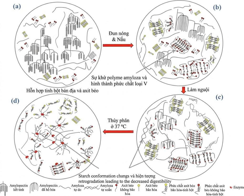 Sơ đồ khoa học amylose quấn quanh fatty acid tạo RS5