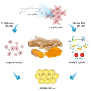Sơ đồ tóm tắt sự điều hòa quá trình tạo mô mỡ bởi curcumin trong tế bào mỡ 3T3 L1