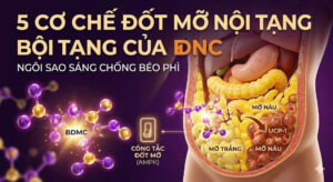 5 Cơ Chế Đốt Mỡ Nội Tạng Của BDMC ( Curcumin III)