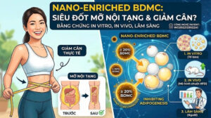 Hiệu Quả Giảm Cân & Giảm Mỡ Nội Tạng Của Nano Enriched BDMC Bằng Chứng In Vitro, In Vivo Và Tiềm Năng Lâm Sàng