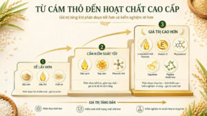 Sơ đồ từ cám thô đến hoạt chất cao cấp, gồm bột cám, dầu thô, chất xơ, dầu sạch, sáp cám, phenolic thô, γ-oryzanol-rich fraction, vitamin E, phytosterol, squalene và peptide chuẩn hóa.