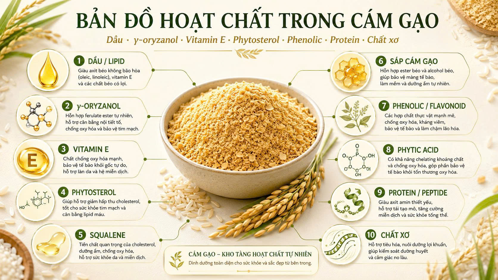 Bản đồ tổng quan các nhóm hoạt chất chính trong cám gạo Infographic bản đồ hoạt chất trong cám gạo gồm dầu, γ-oryzanol, vitamin E, phytosterol, squalene, sáp cám gạo, phenolic, phytic acid, protein, peptide và chất xơ.