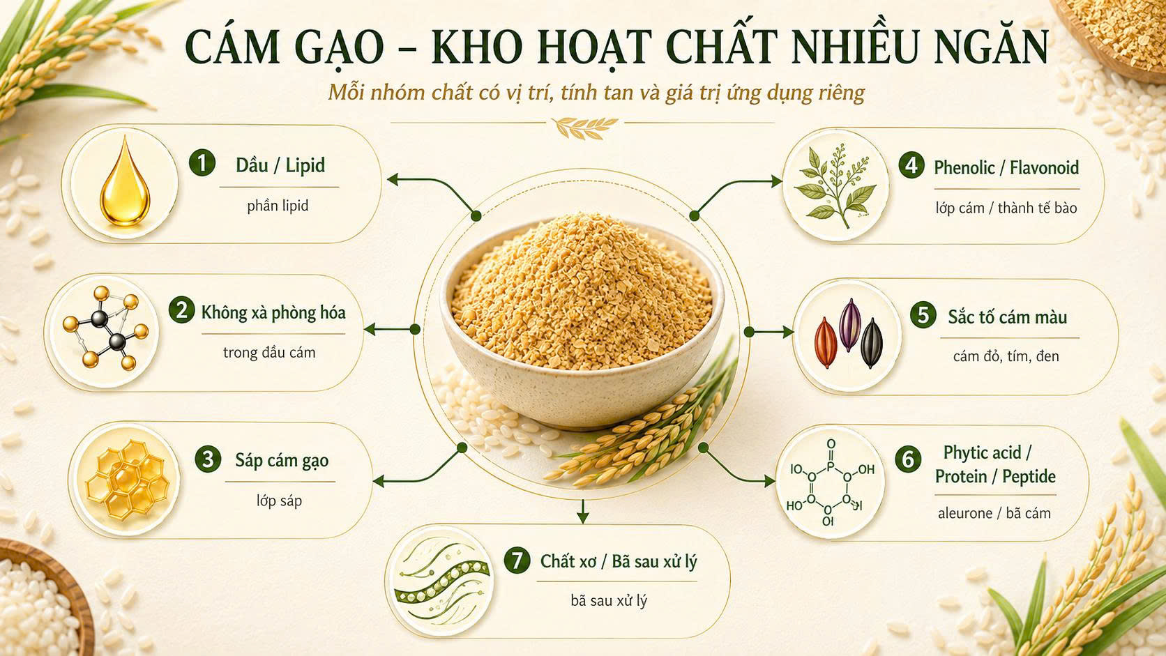 Bản đồ hoạt chất cám gạo như kho hoạt chất nhiều ngăn Sơ đồ cám gạo như kho hoạt chất nhiều ngăn, gồm nhóm dầu, nhóm không xà phòng hóa, sáp cám gạo, phenolic, sắc tố cám màu, phytic acid, protein, peptide và chất xơ.