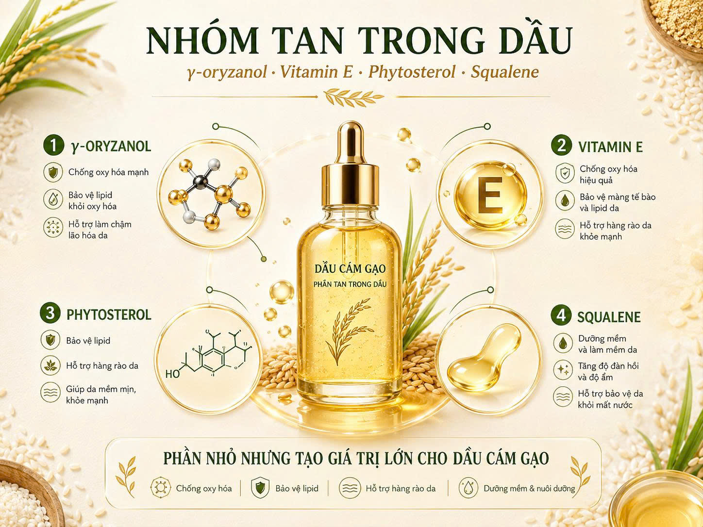 Nhóm tan trong dầu của cám gạo gồm γ-oryzanol, vitamin E, phytosterol và squalene Infographic nhóm tan trong dầu của cám gạo gồm γ-oryzanol, vitamin E, phytosterol và squalene trong dầu cám gạo.