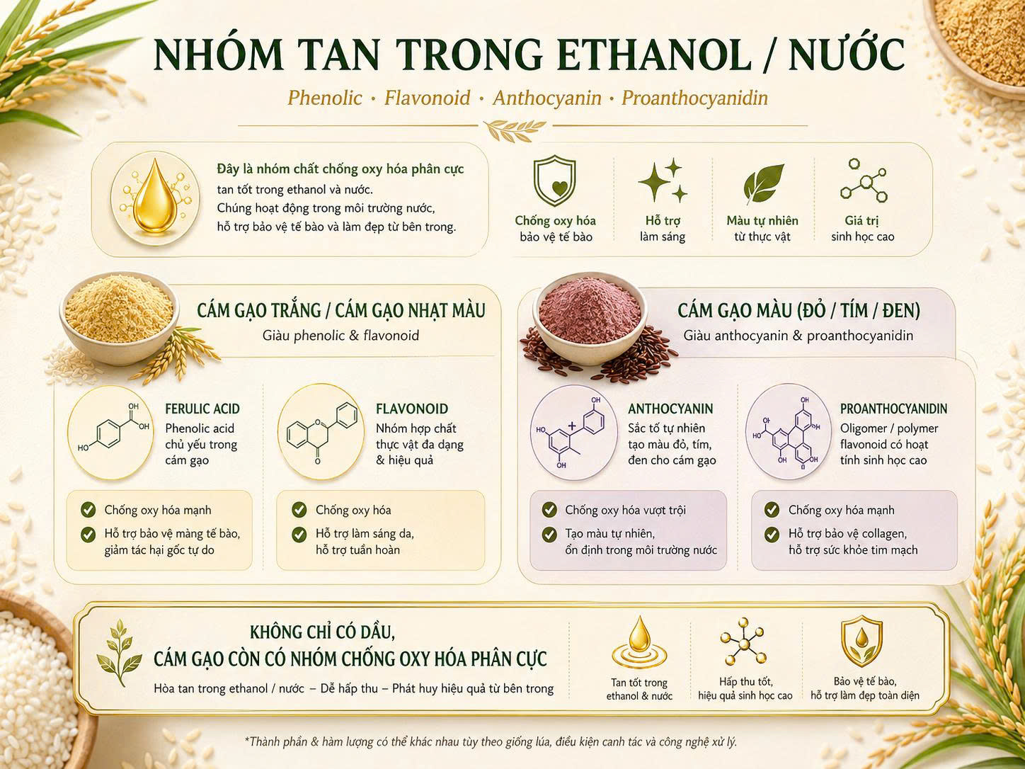 Nhóm tan trong ethanol và nước của cám gạo gồm phenolic, flavonoid và sắc tố Infographic nhóm tan trong ethanol và nước của cám gạo gồm phenolic, flavonoid, anthocyanin và proanthocyanidin ở cám gạo trắng, đỏ, tím và đen.