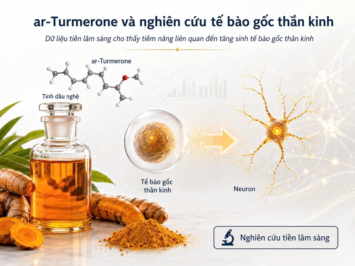 Minh họa ar-Turmerone trong nghiên cứu tiền lâm sàng về tế bào gốc thần kinh và neuron, không phải bằng chứng điều trị trên người.