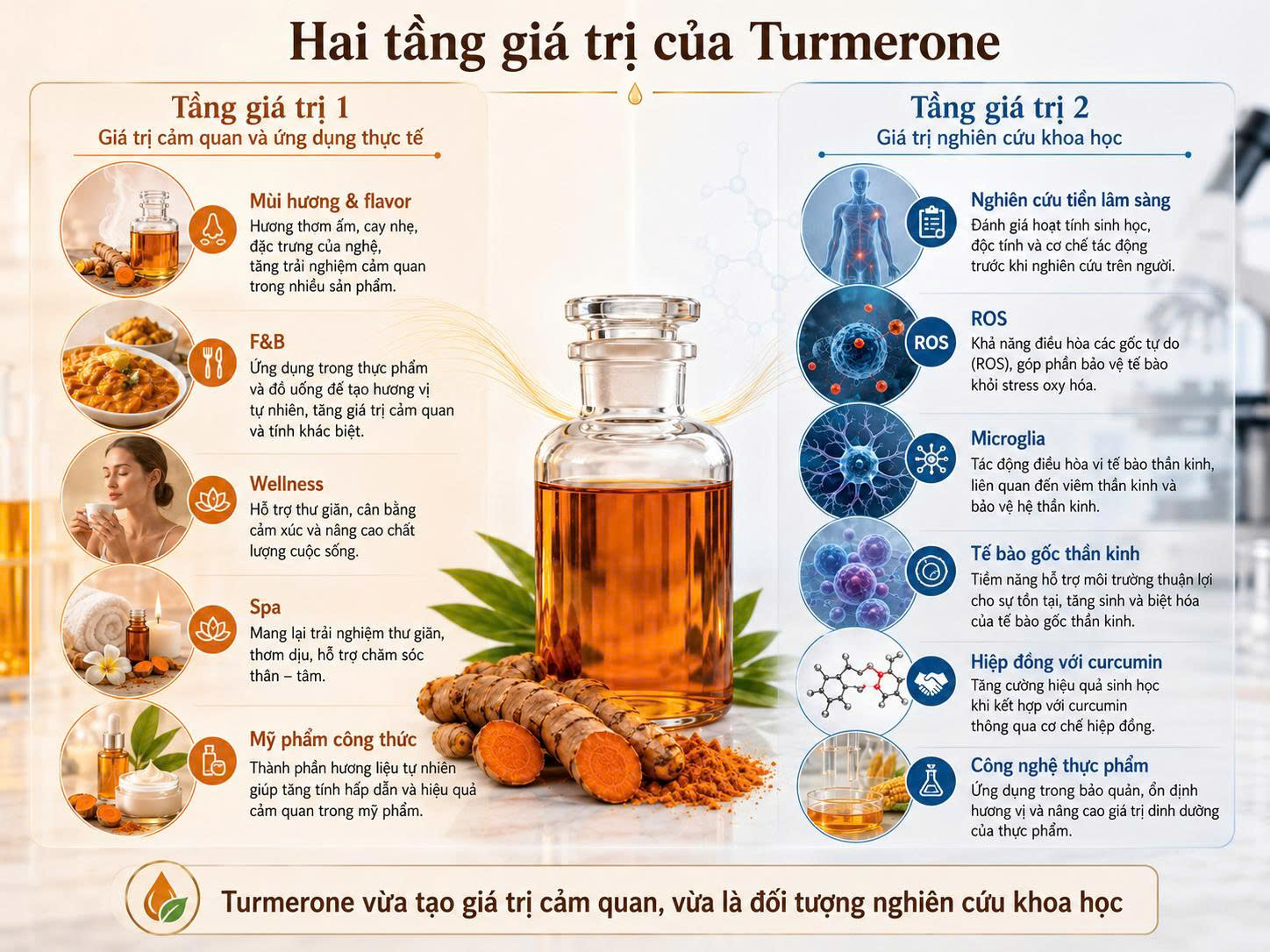 Infographic hai tầng giá trị của Turmerone gồm giá trị cảm quan trong F&B, spa, mỹ phẩm và giá trị nghiên cứu tiền lâm sàng về ROS, microglia, tế bào gốc thần kinh.