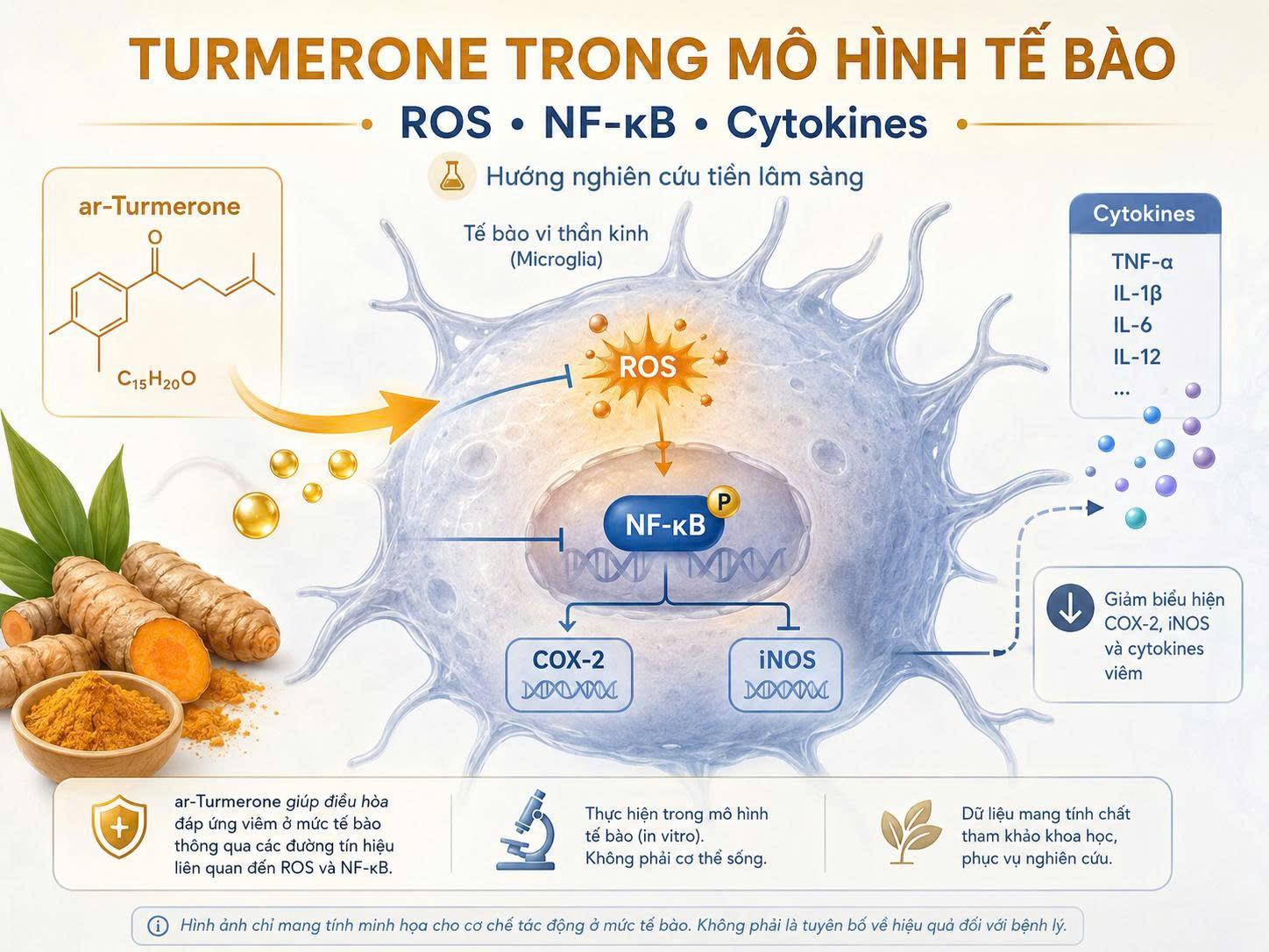 Minh họa ar-Turmerone trong mô hình tế bào liên quan đến ROS, NF-kB và cytokines, thể hiện hướng nghiên cứu tiền lâm sàng.