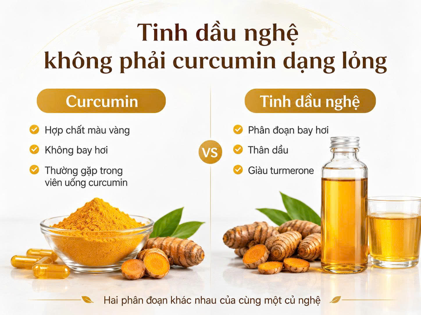 Infographic so sánh curcumin và tinh dầu nghệ, cho thấy tinh dầu nghệ không phải curcumin dạng lỏng mà là phân đoạn bay hơi giàu turmerone.