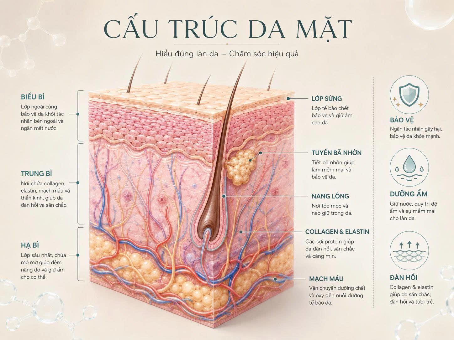 Sơ đồ cấu trúc da mặt gồm biểu bì, trung bì, hạ bì, lớp sừng, tuyến bã nhờn, nang lông, collagen và mạch máu