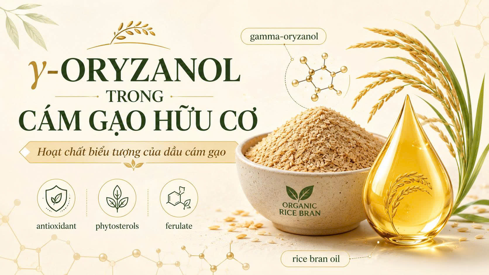 Ảnh minh họa γ-oryzanol trong cám gạo hữu cơ với bát cám gạo, giọt dầu cám gạo và biểu tượng phân tử hoạt chất.