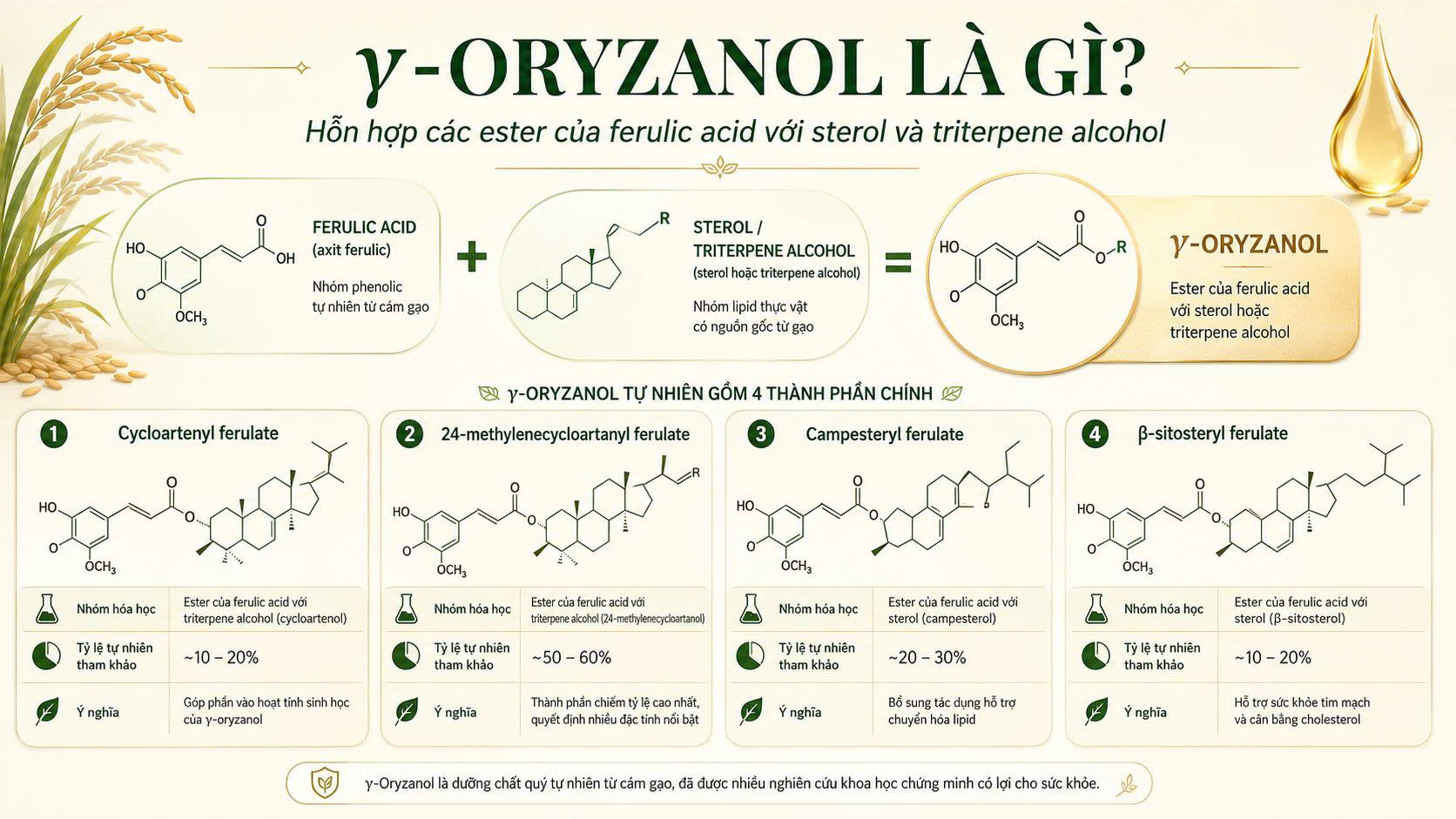 Infographic giải thích γ-oryzanol là hỗn hợp ester của ferulic acid với sterol và triterpene alcohol, gồm các cấu tử chính như cycloartenyl ferulate, 24-methylenecycloartanyl ferulate, campesteryl ferulate và β-sitosteryl ferulate.