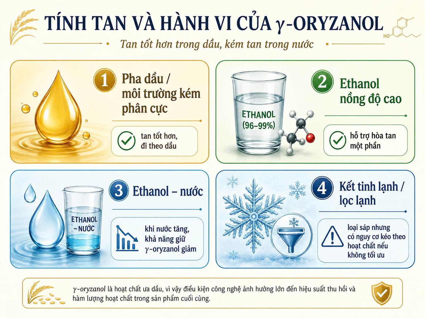 Infographic tính tan và hành vi của γ-oryzanol trong pha dầu, ethanol nồng độ cao, ethanol-nước