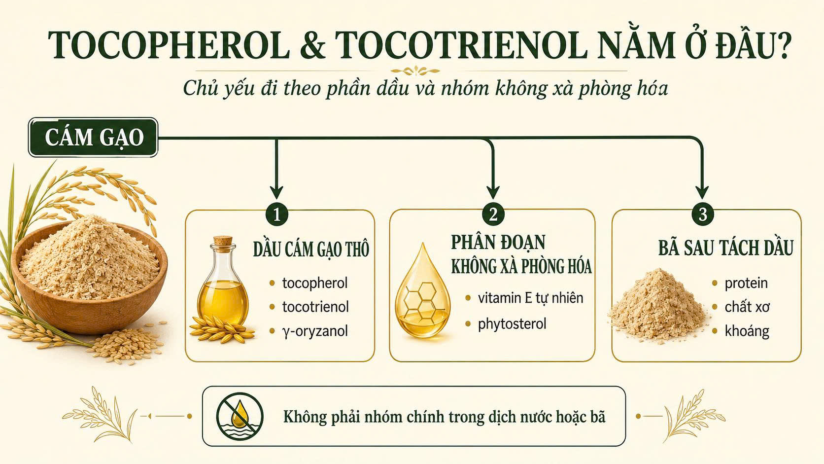 Sơ đồ tocopherol và tocotrienol chủ yếu đi theo phần dầu cám gạo và nhóm không xà phòng hóa, không phải nhóm chính trong dịch nước hoặc bã sau tách dầu.