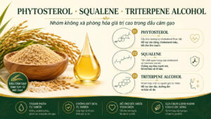 Ảnh minh họa phytosterol, squalene và triterpene alcohol trong dầu cám gạo, với bát cám gạo, giọt dầu vàng và biểu tượng cấu trúc hoạt chất tan trong dầu.