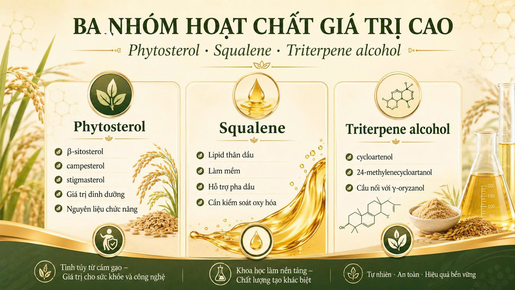 Infographic ba nhóm hoạt chất giá trị cao trong dầu cám gạo gồm phytosterol, squalene và triterpene alcohol.