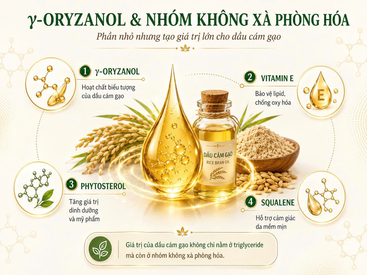 Infographic γ-oryzanol và nhóm không xà phòng hóa trong dầu cám gạo, gồm γ-oryzanol, vitamin E, phytosterol và squalene.