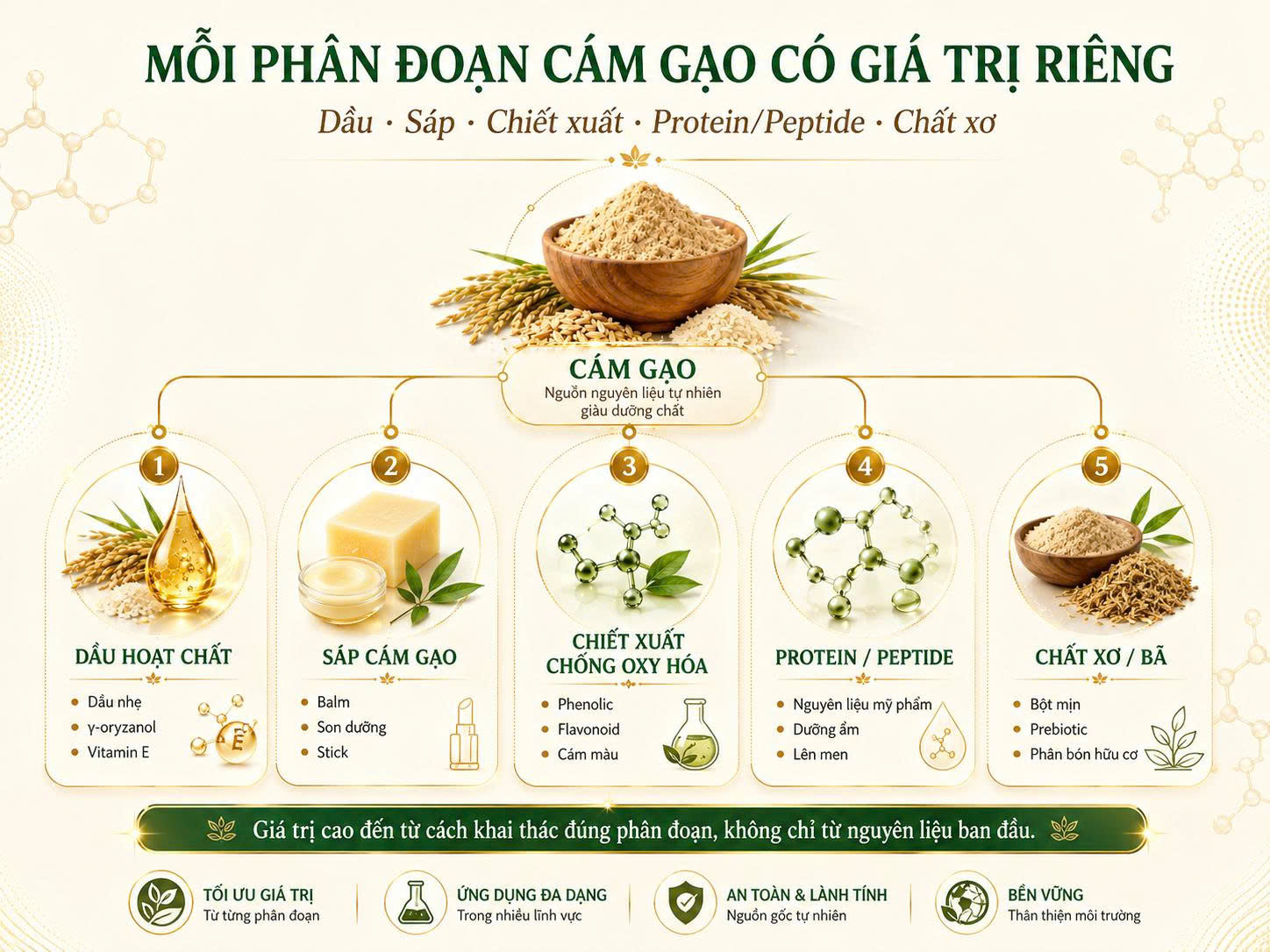 Infographic mỗi phân đoạn cám gạo có giá trị riêng, gồm dầu hoạt chất, sáp cám gạo, chiết xuất chống oxy hóa, protein, peptide, chất xơ và bã sau xử lý.