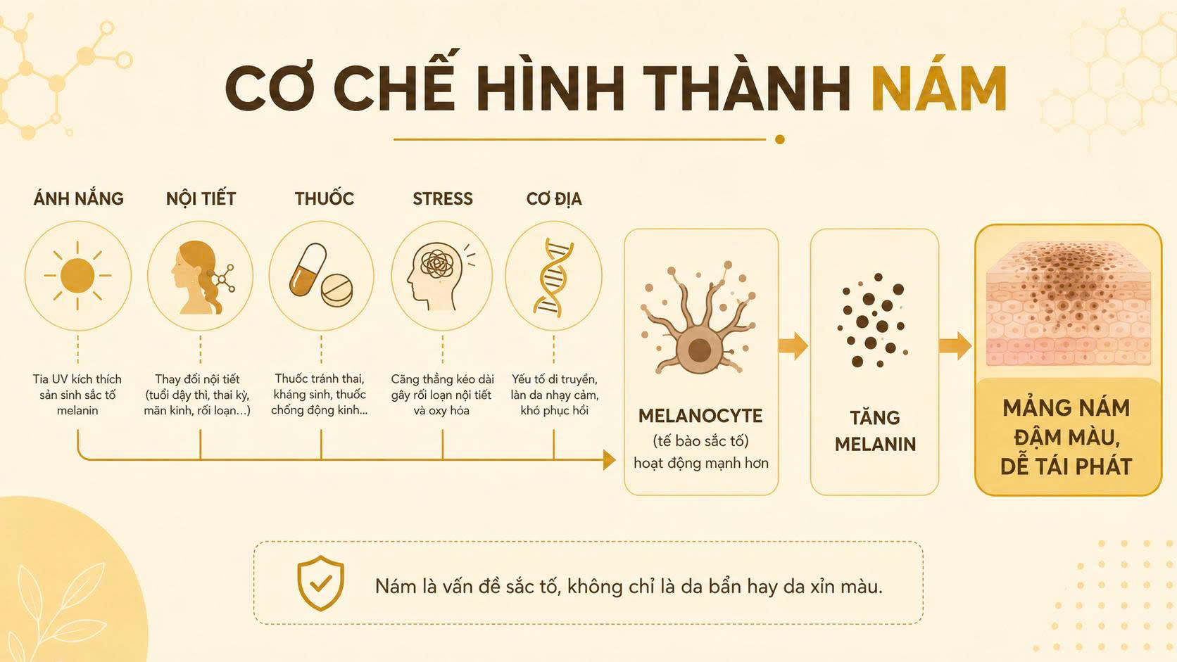 Sơ đồ cơ chế hình thành nám liên quan đến ánh nắng nội tiết thuốc stress cơ địa melanocyte và melanin