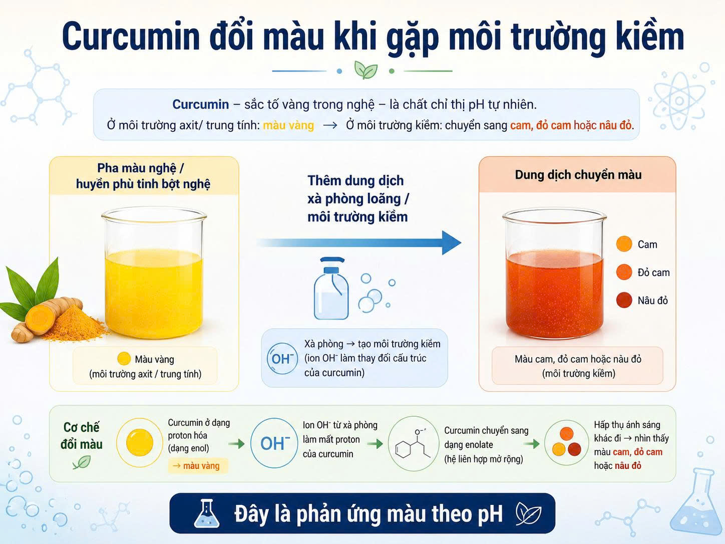 Infographic giải thích curcumin trong pha màu nghệ đổi từ vàng sang cam đỏ hoặc nâu đỏ khi gặp môi trường kiềm của xà phòng.