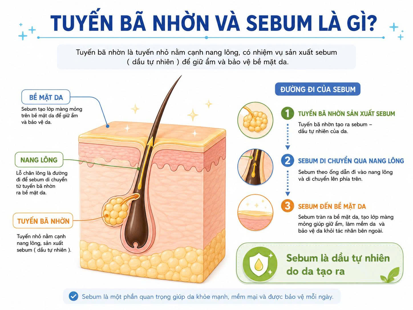 Sơ đồ tuyến bã nhờn và sebum, minh họa tuyến bã nằm cạnh nang lông, tạo dầu tự nhiên và đưa sebum lên bề mặt da