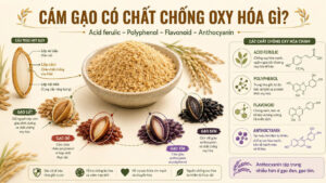 Cám gạo cùng gạo lứt, gạo đỏ, gạo tím và gạo đen, minh họa acid ferulic, polyphenol, flavonoid và anthocyanin trong lớp cám.