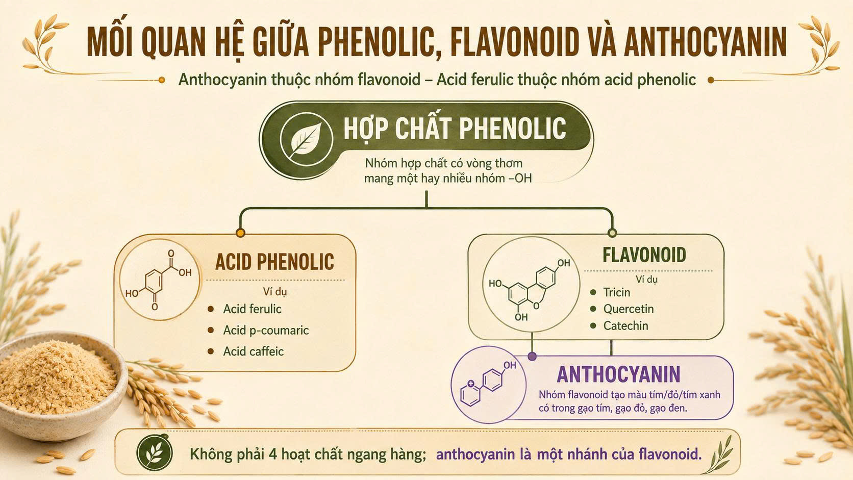 Sơ đồ phân loại hợp chất phenolic thành acid phenolic và flavonoid, trong đó acid ferulic thuộc acid phenolic và anthocyanin thuộc flavonoid.